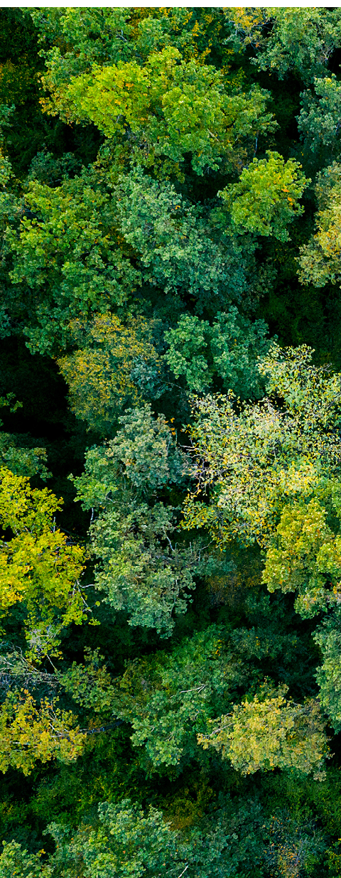 aerial top down view of a green forest, drone view, natural green background