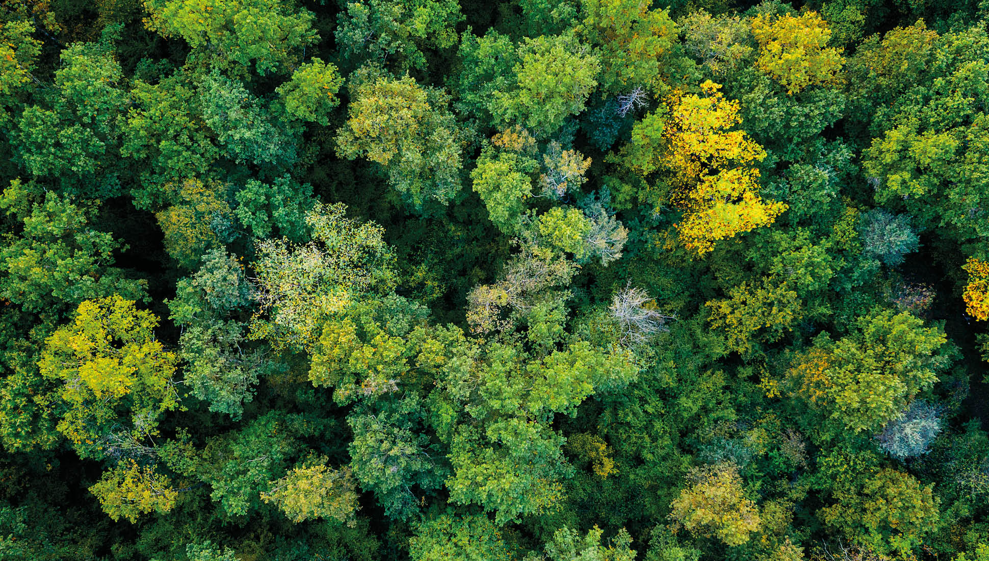 aerial top down view of a green forest, drone view, natural green background